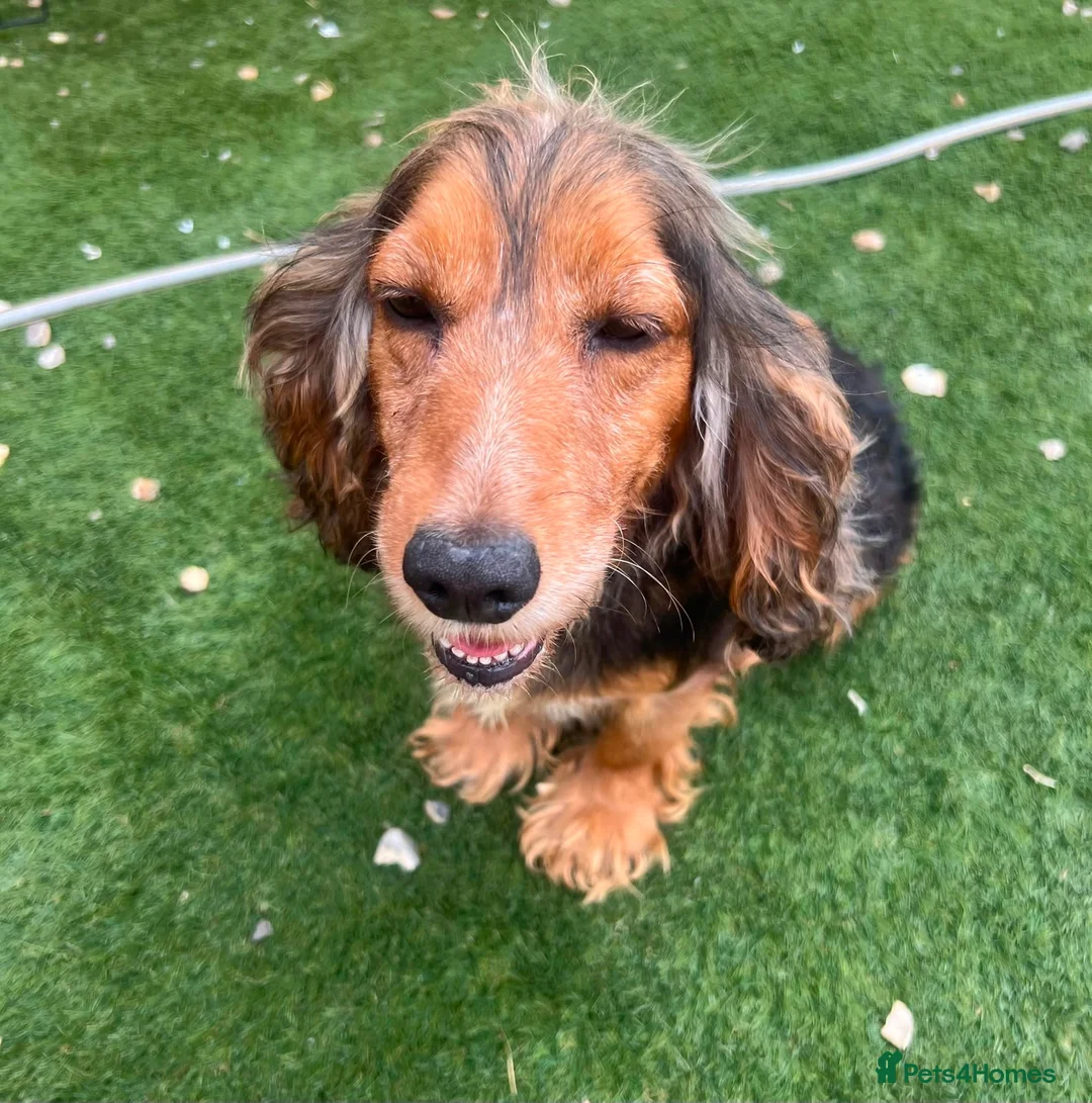 Cocker Spaniel dogs for sale: Kc registered Show cocker spaniels for sell - Advert 7