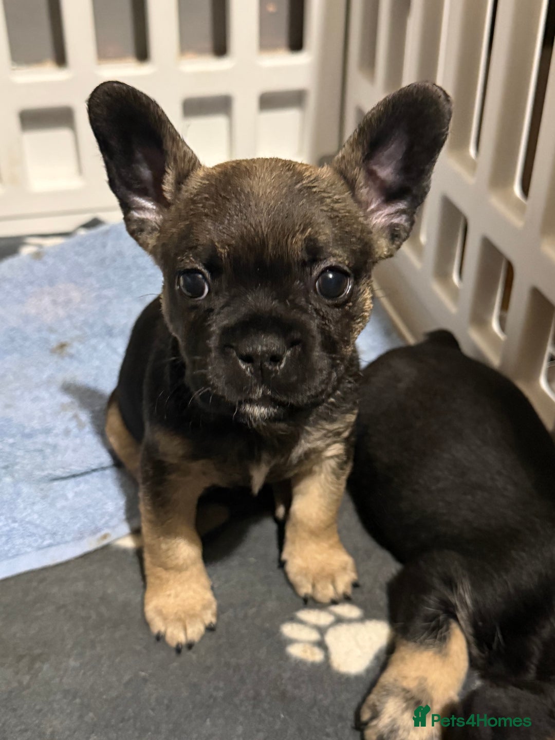 Mixed Breed dogs for sale: french bulldog x cairnterrier READY ON 7/10  - Image 3