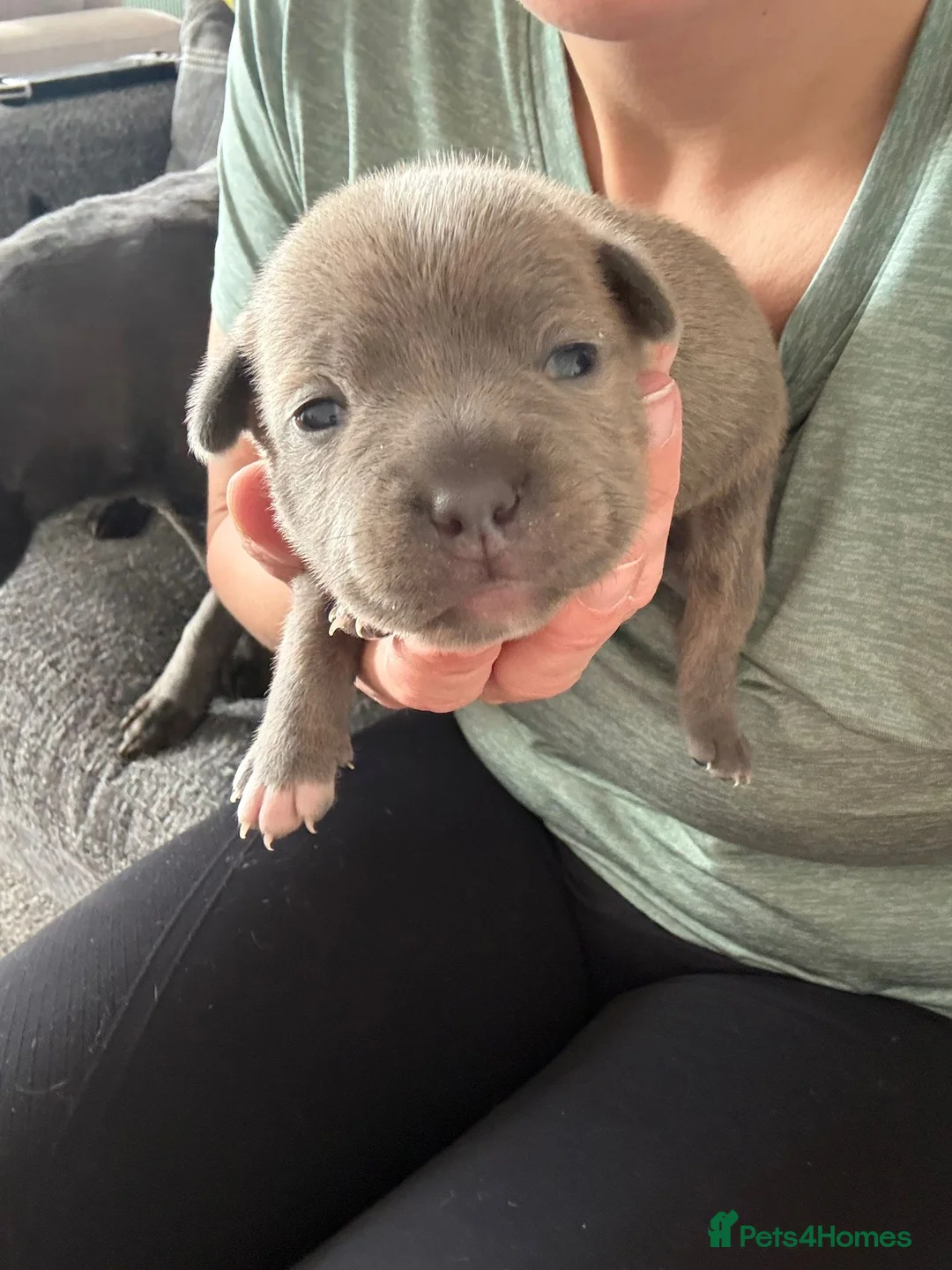 Staffordshire Bull Terrier dogs for sale: Staffordshire bull terrier puppies  - Advert 2