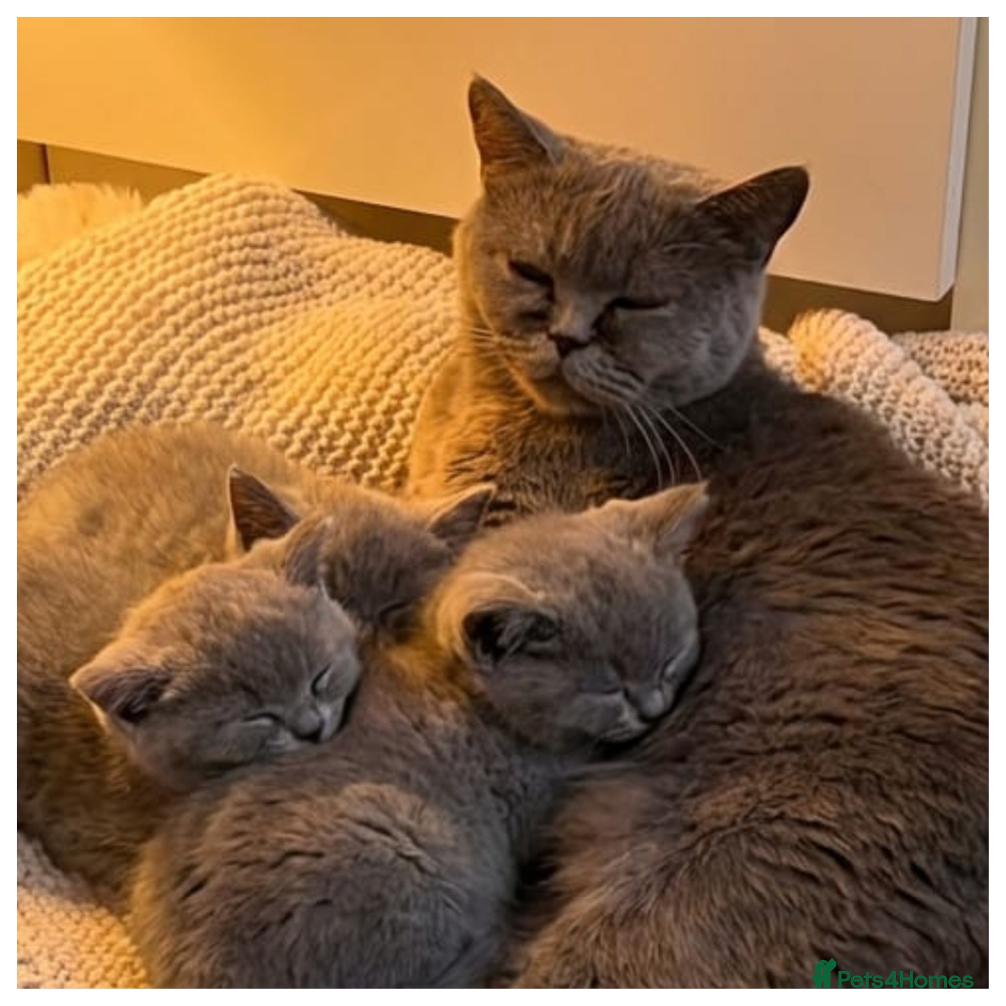 British Shorthair cats 4 blue Britishshorthair kittens Girls  for sale - Advert 12
