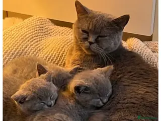 British Shorthair cats 4 blue Britishshorthair kittens Girls for sale - Advert 12