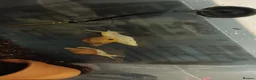 Snails invertebrates for sale: Giant African Land Snails  - Advert 6