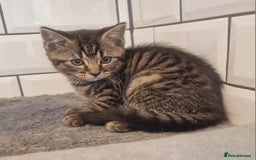 British Shorthair cats for sale: British shorthair x - Image 2