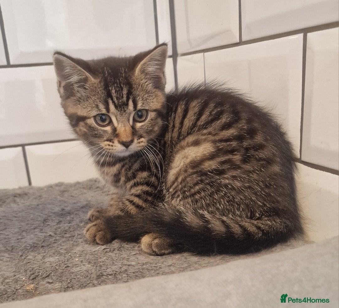 British Shorthair cats for sale: British shorthair x - Image 2