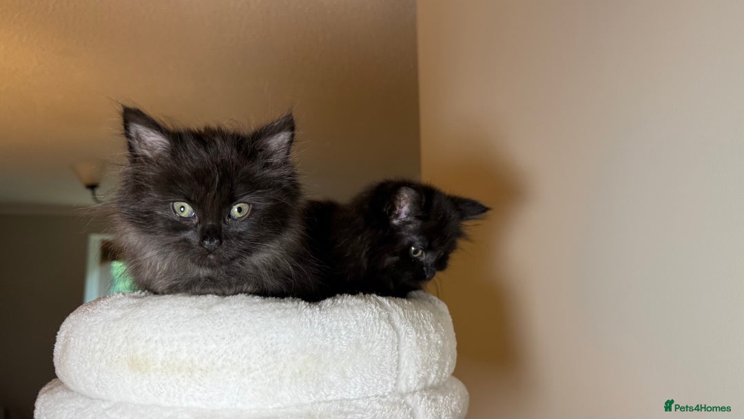 Russian Blue cats for sale: Crossed Russian Blue Girl Kitten - Image 10