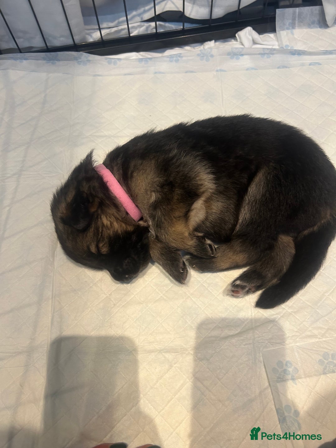 German Shepherd dogs for sale: German shepherd puppies Amber blood line  - Advert 22
