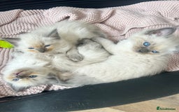 Ragdoll cats for sale: Ragdoll kittens ready the 15th September - Image 3