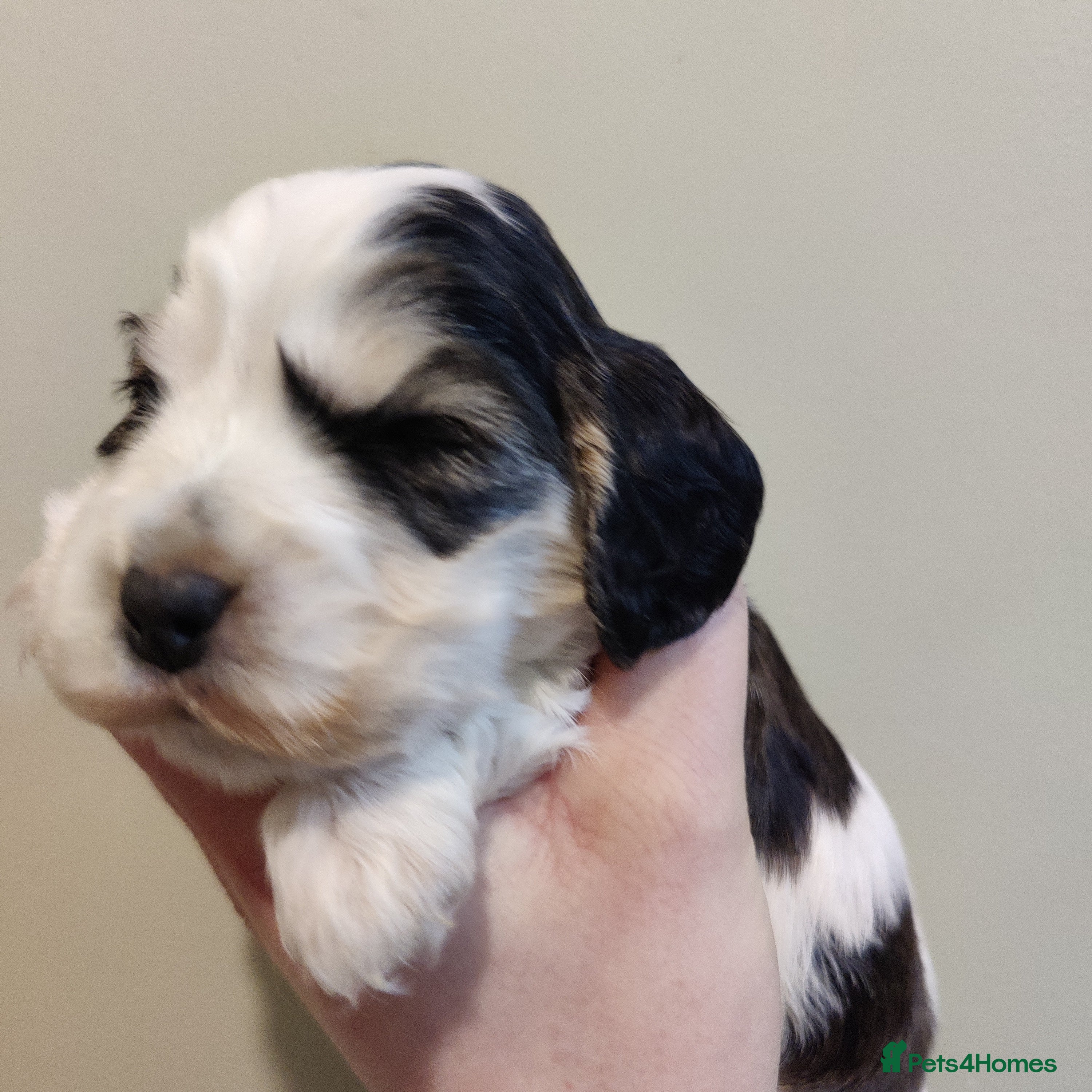 Cocker Spaniel dogs KC Registered Show Type Cocker Spaniels  - Advert 8