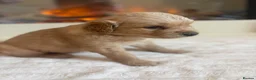 Golden Retriever dogs for sale: Golden retriever puppies  - Advert 2