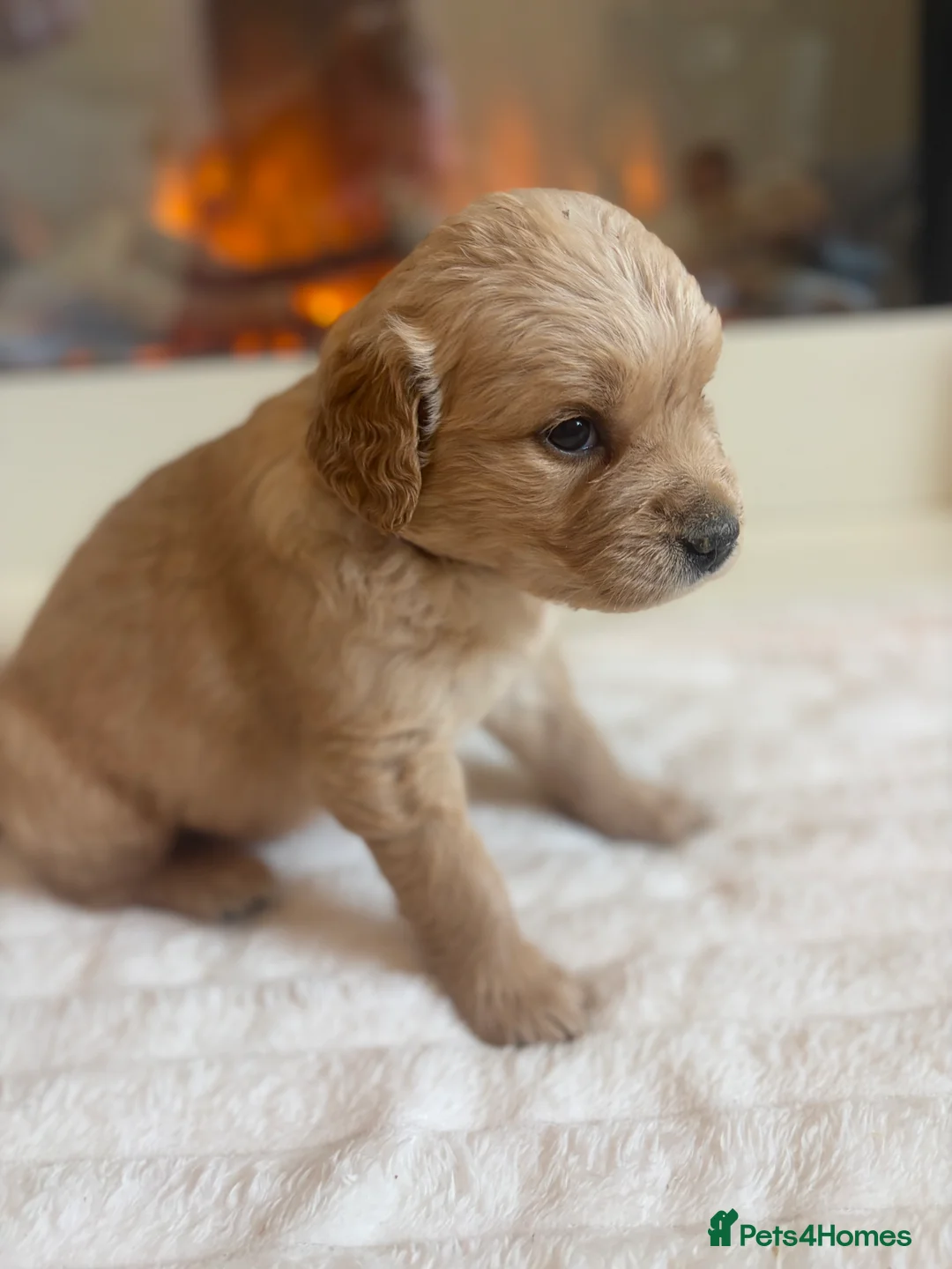 Golden Retriever dogs for sale: Golden retriever puppies  - Advert 2