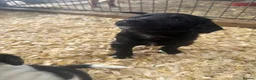 Mixed Breed dogs for sale: Sprollie puppies  - Advert 5