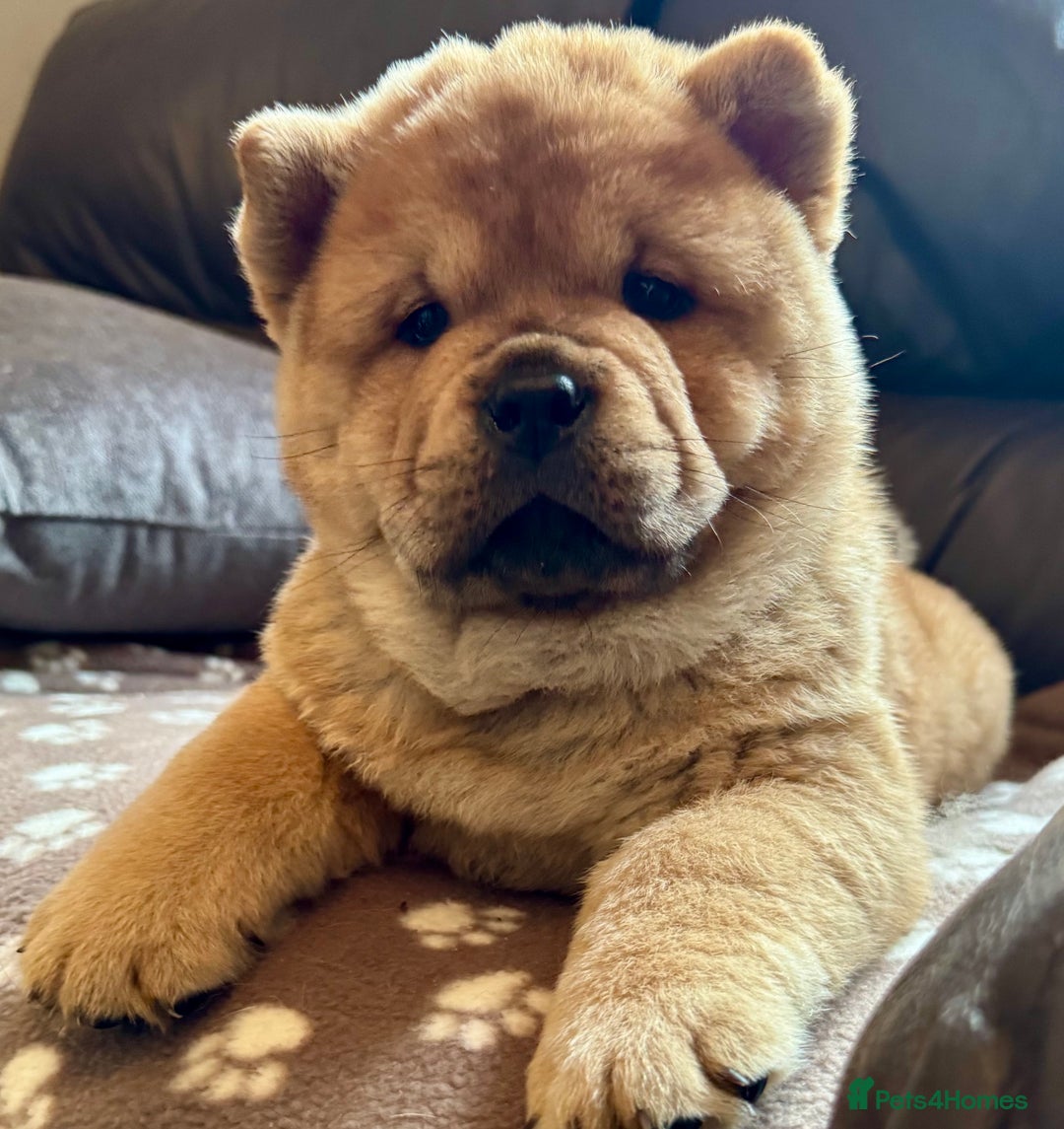 Chow Chow dogs for sale: Meet Buddy - stunning smooth - Advert 14