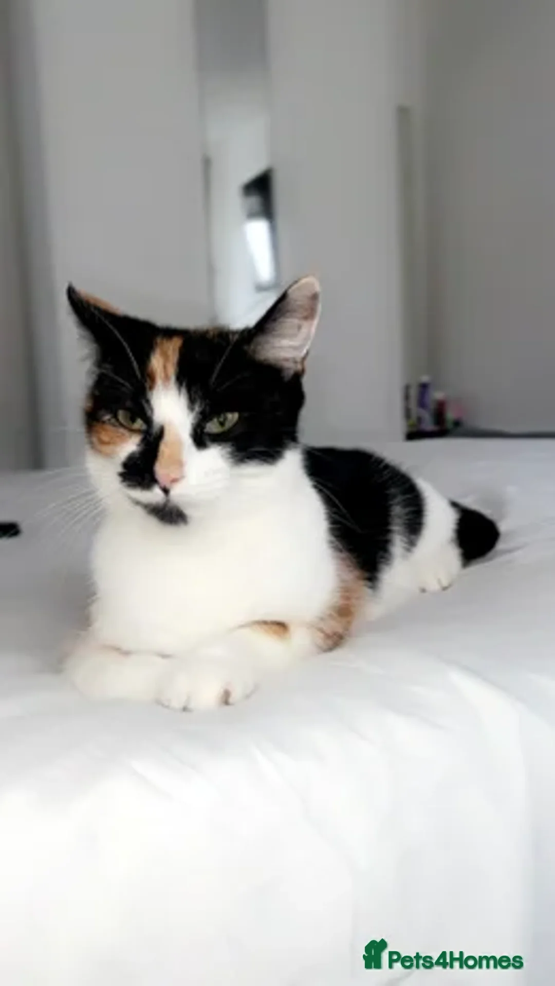 Mixed Breed cats for sale: All kittens now reserved !!! - Advert 11