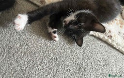 Domestic Shorthair cats for sale: 4 beautiful kittens  - Image 6