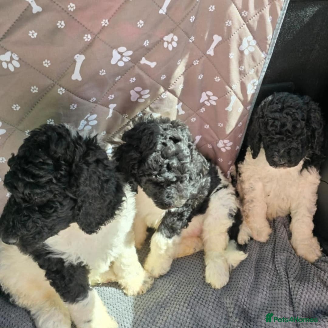 Standard Poodle dogs for stud: Brown & white parti standard poodle  - Image 13