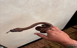 Boa Snake reptiles for sale: Brazilian Rainbow Boa  - Image 2