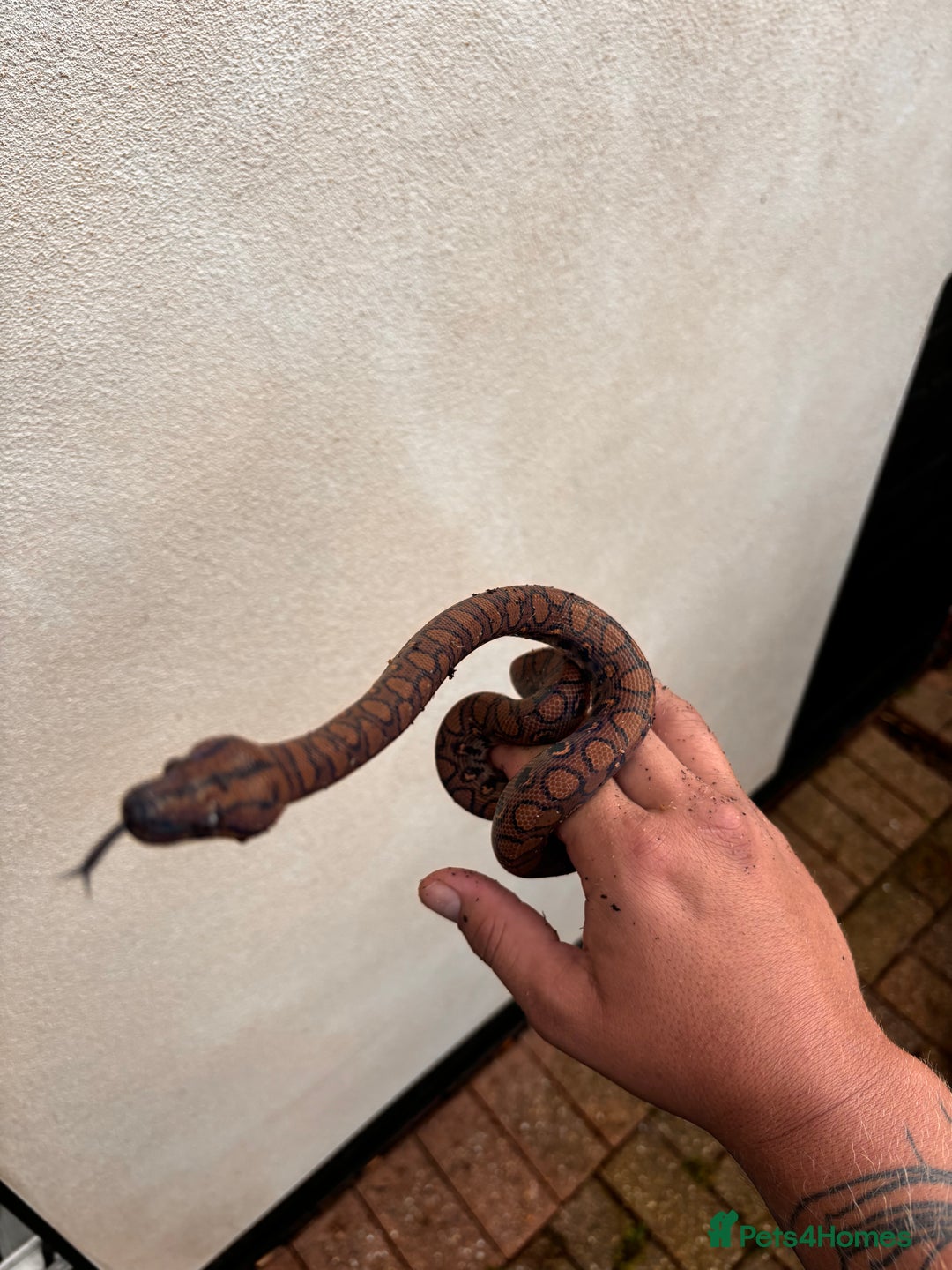 Boa Snake reptiles for sale: Brazilian Rainbow Boa  - Image 2