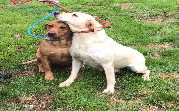Labrador Retriever dogs - Advert 2