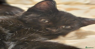 Mixed Breed cats - Advert 6