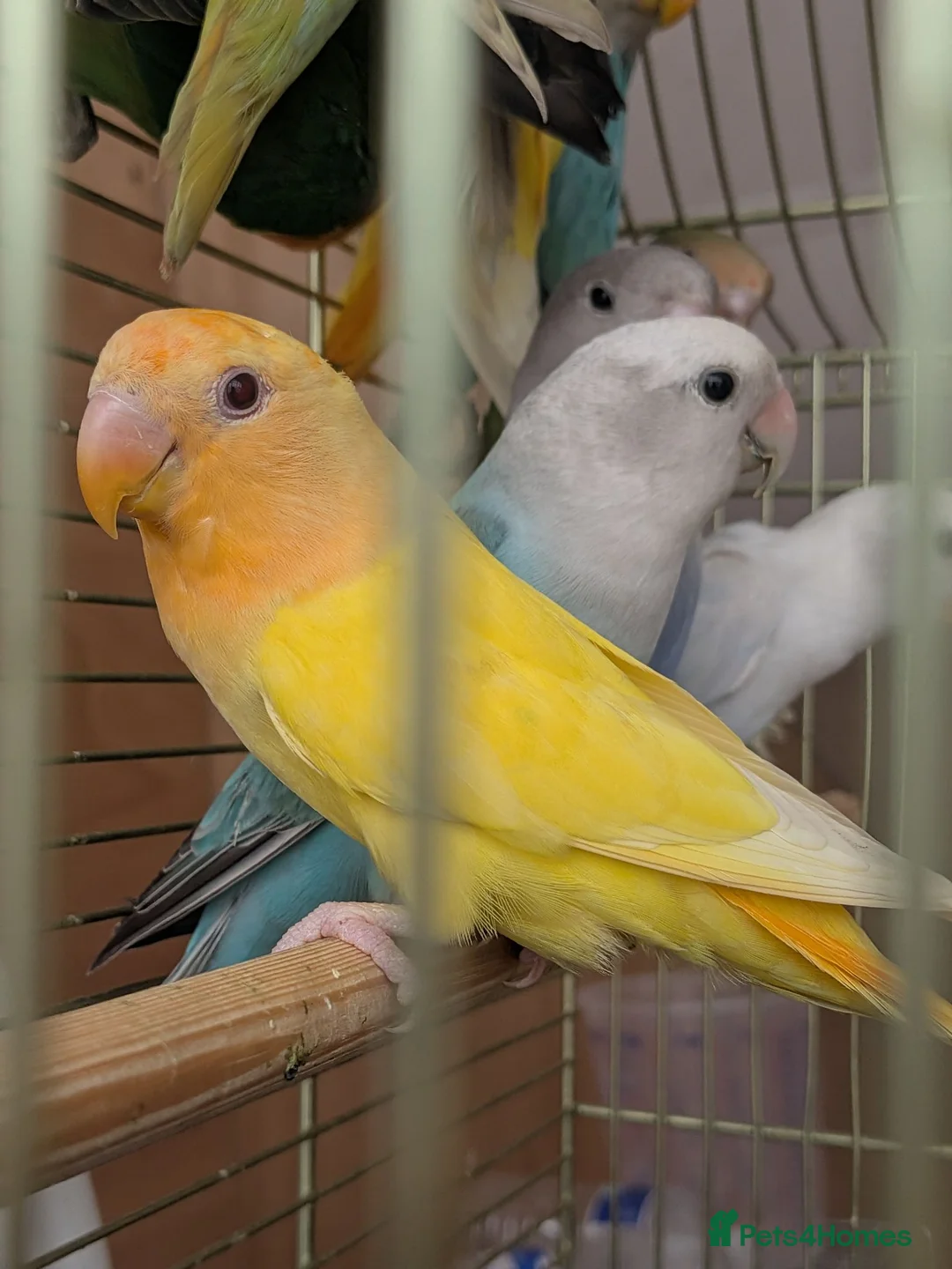 Lovebirds birds for sale: Baby Love Birds🦜 in Flint - Advert 15