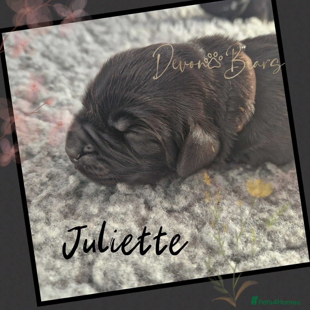Newfoundland dogs for sale: FULLY HEALTH Tested KC Newfoundland Puppies - Image 26