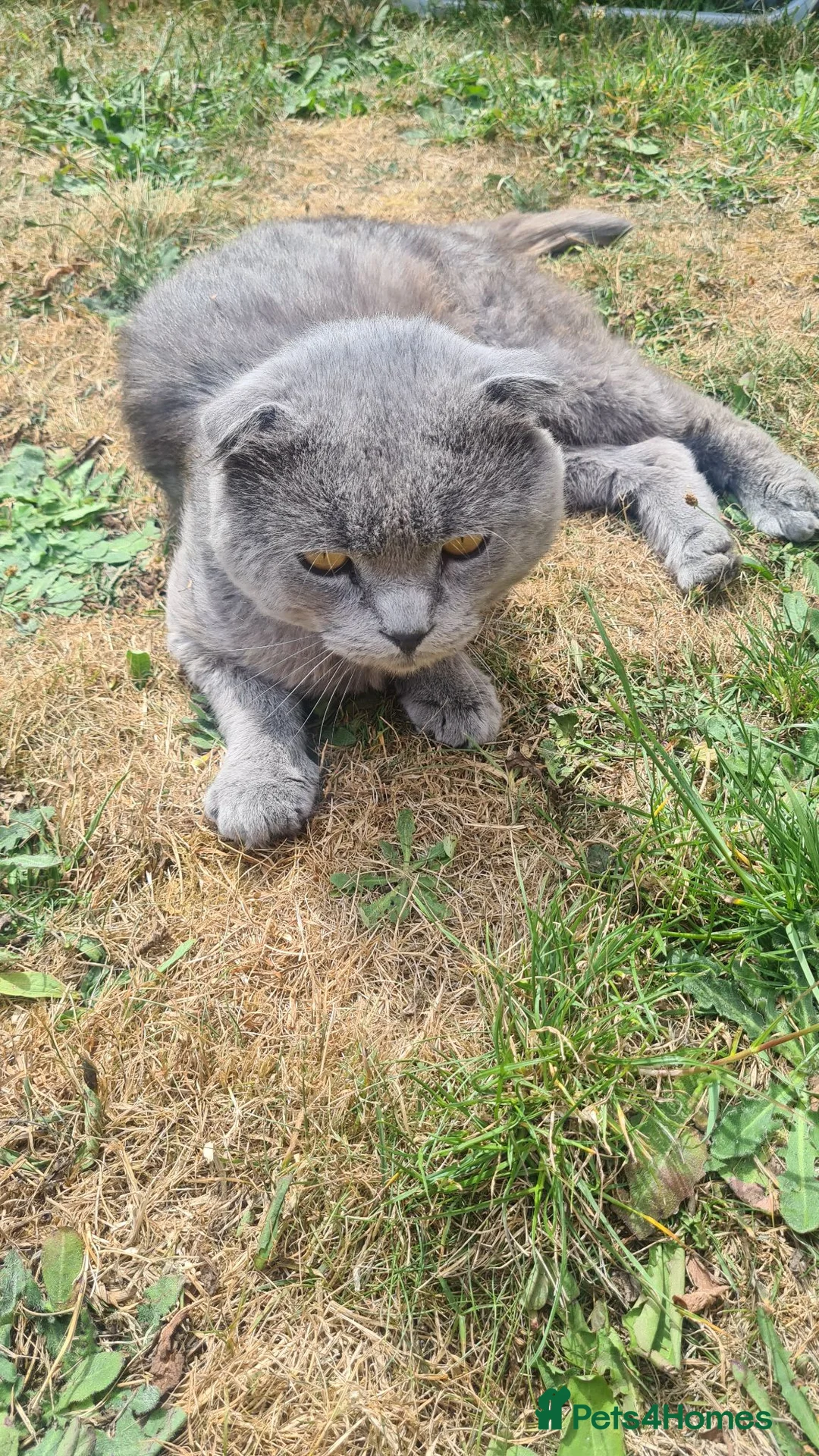 Scottish Fold cats for sale: Schottish fold in Leeds - Advert 2