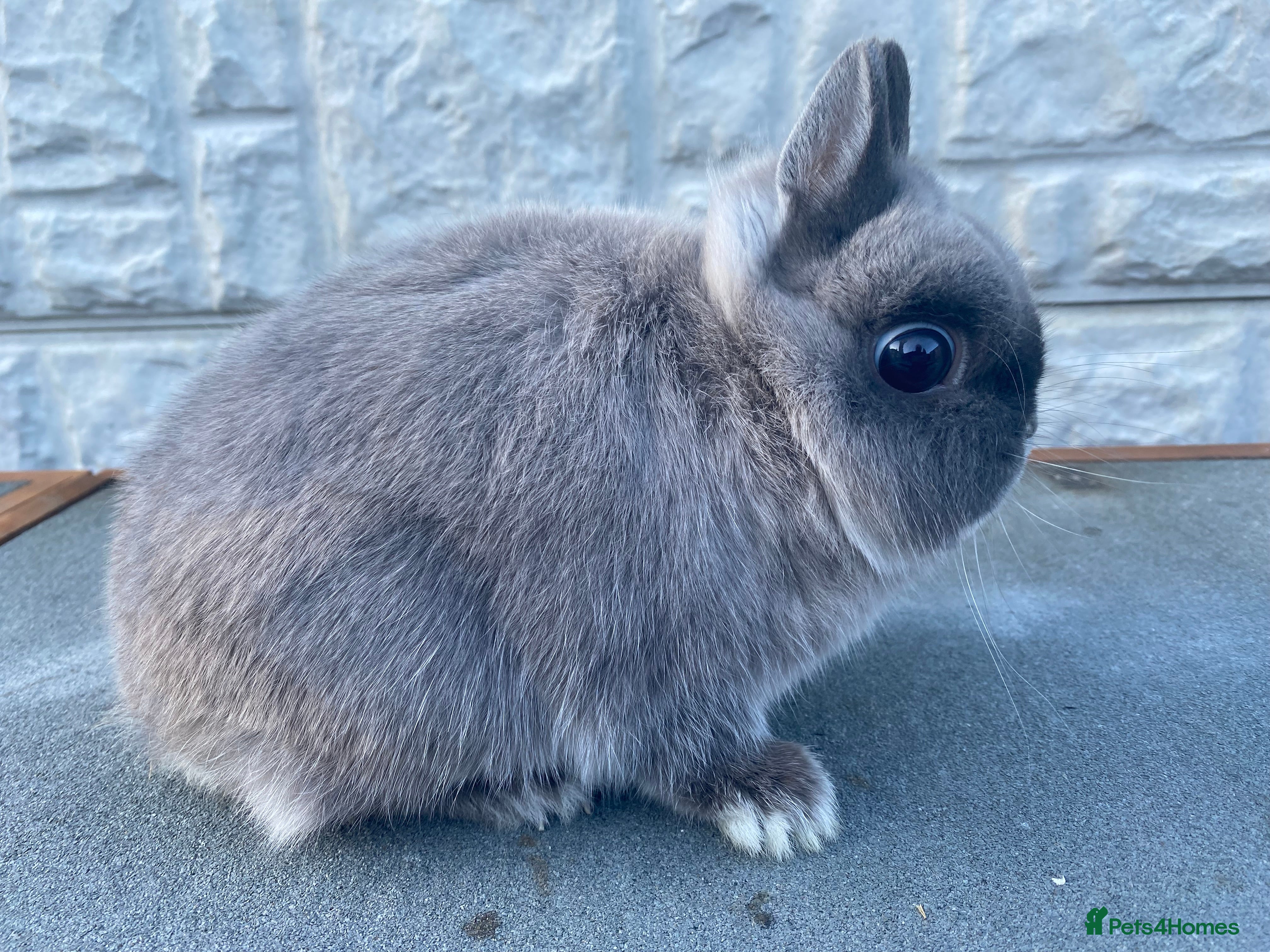 Netherland Dwarf rabbits Netherland dwarf kits and adults available  - Advert 7