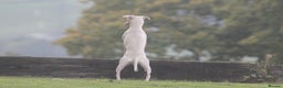 Italian Greyhound dogs for stud: Cream Italian Greyhound for Stud KC Registered - Advert 7