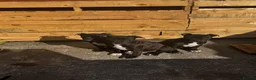 Staffordshire Bull Terrier dogs for sale: 3 Staffordshire pups - Advert 2
