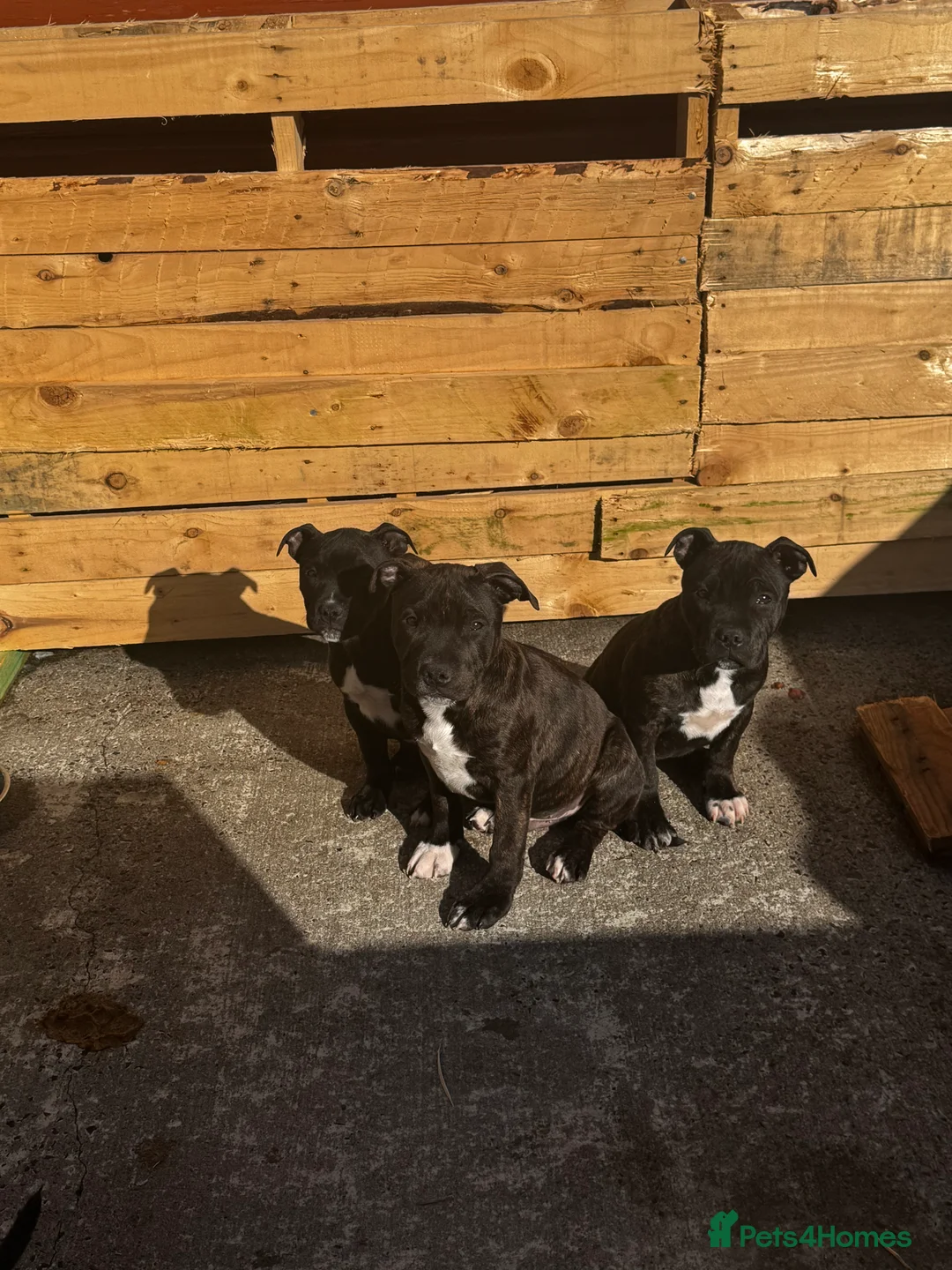 Staffordshire Bull Terrier dogs for sale: 3 Staffordshire pups - Advert 2