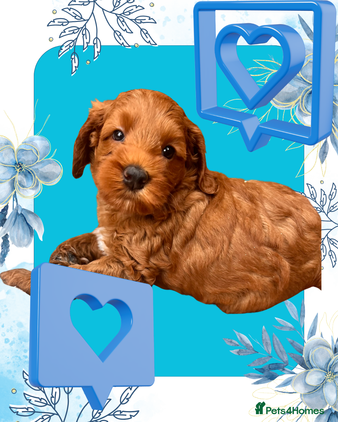 Australian Labradoodle dogs Tiny Tails,Big♥️Australian labradoodle - Advert 2