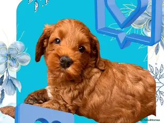 Australian Labradoodle dogs Tiny Tails,Big♥️Australian labradoodle - Advert 2