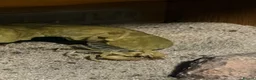 Scorpions invertebrates for sale: Captive-Bred Dune Scorpion Slings  - Advert 5