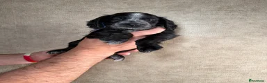 Cockapoo 1