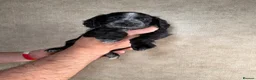 Cockapoo dogs for sale: F1B cockapoo puppies parents genetic tested  - Advert 25