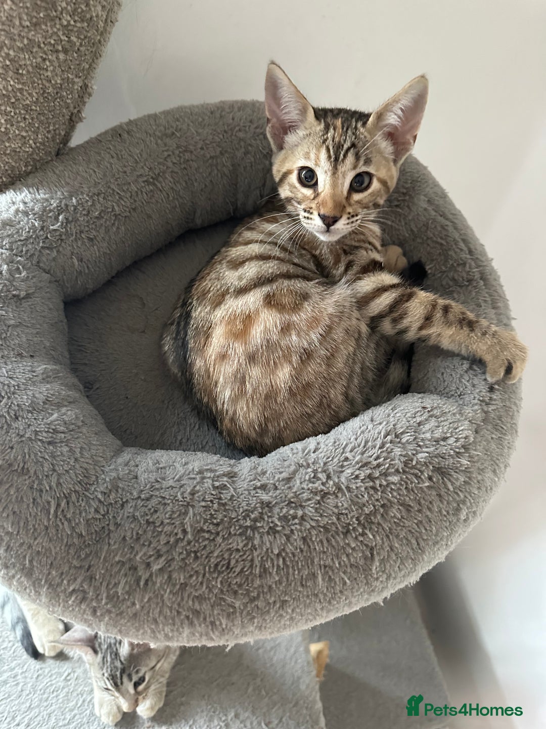Mixed Breed cats for sale: Crossed BENGALS  - Image 8