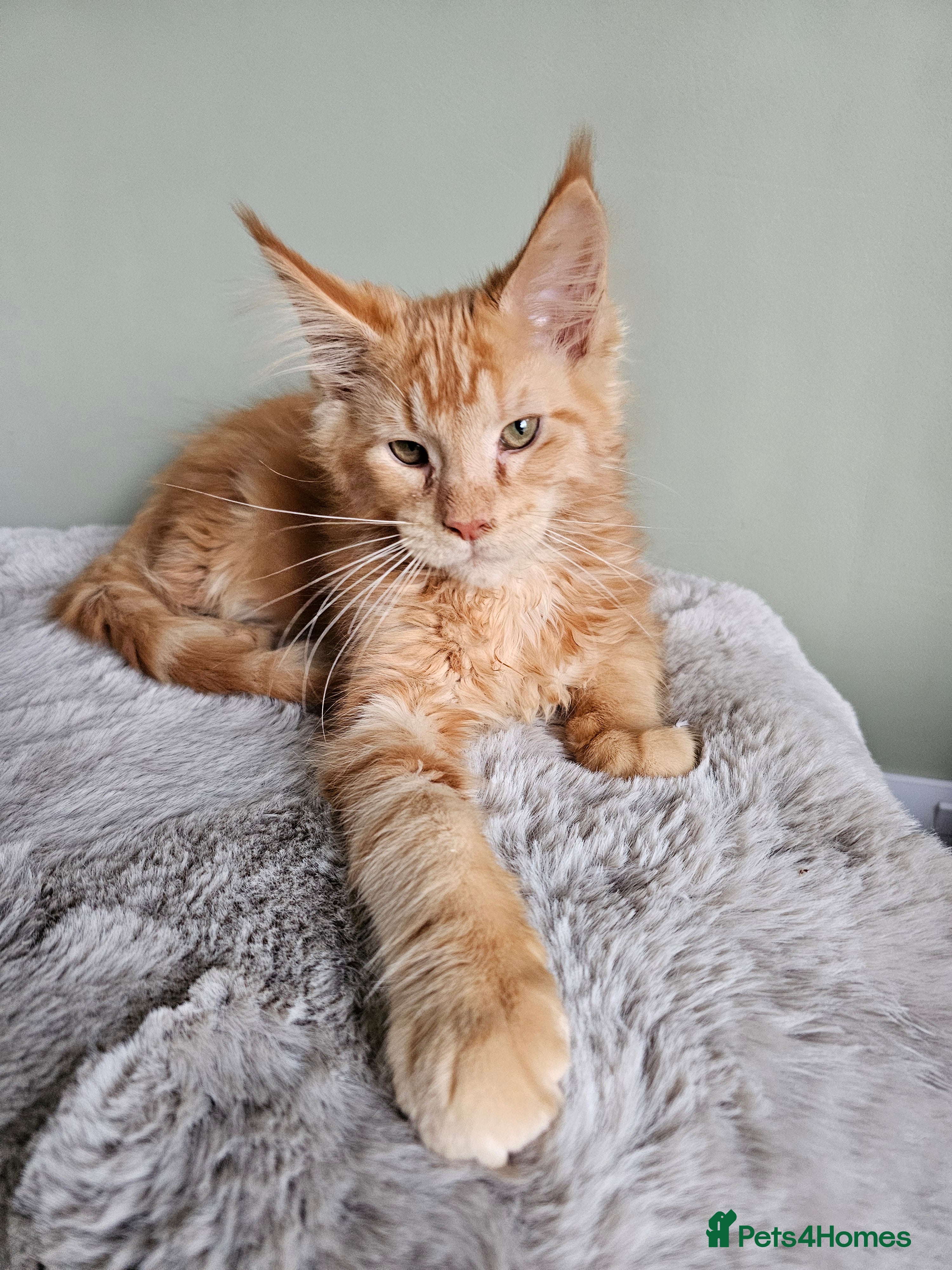Maine Coon cats Maine Coon kittens looking for loving homes - Advert 16