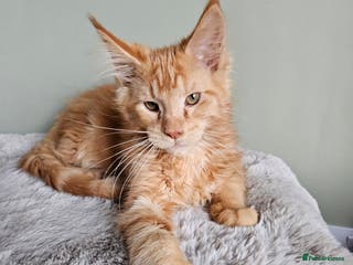 Maine Coon cats Maine Coon kittens looking for loving homes - Advert 6