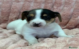 Jack Russell dogs for sale: Quality litter of beautiful Jack Russell puppies  - Image 31