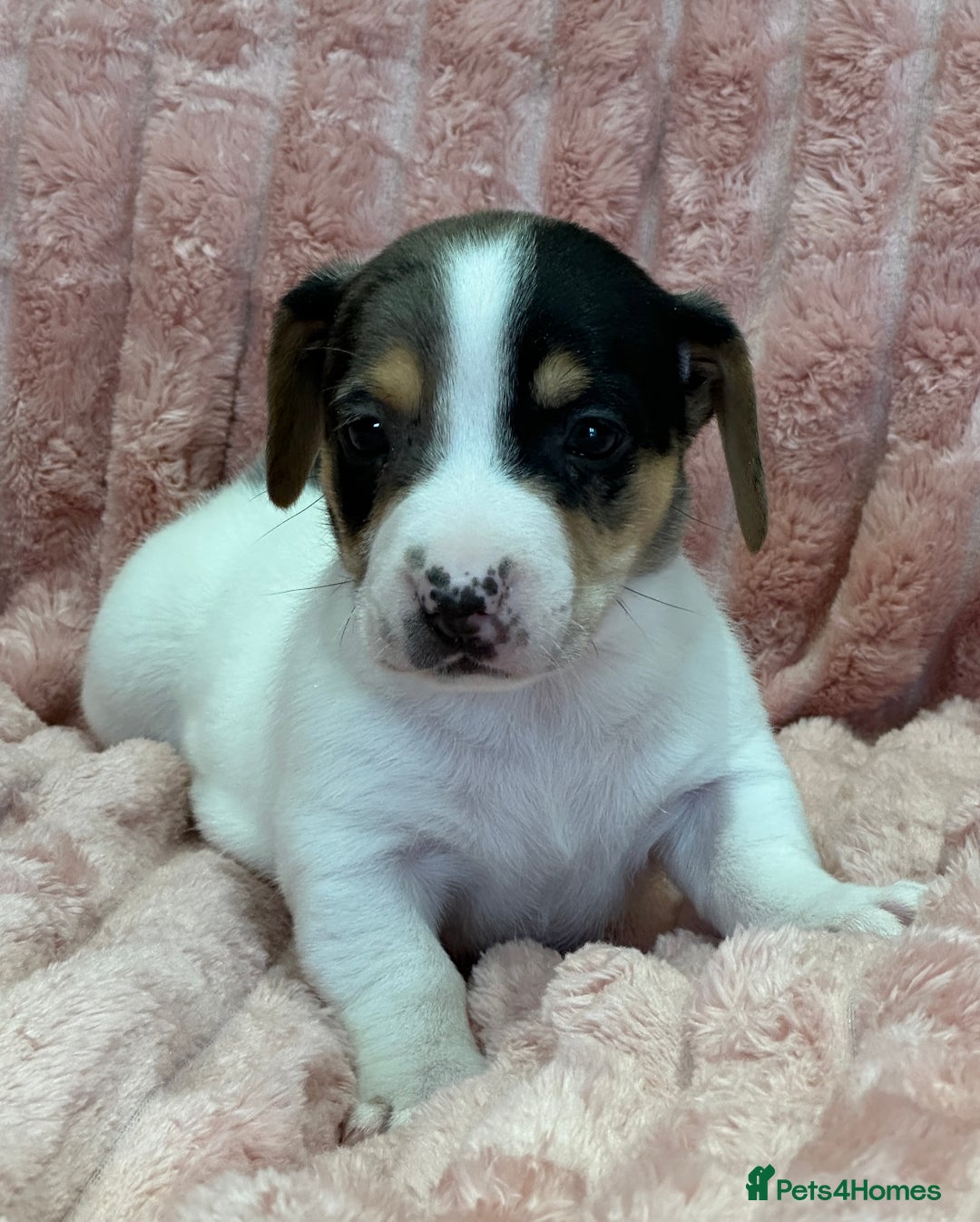 Jack Russell dogs for sale: Quality litter of beautiful Jack Russell puppies  - Image 31