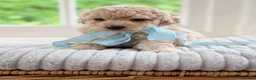 Mixed Breed dogs for sale: Stunning Shichon-poo teddies - Advert 32