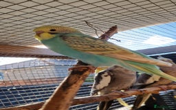 Budgerigars birds for sale: 6 baby budgies for sale from £30 to £40 - Image 15