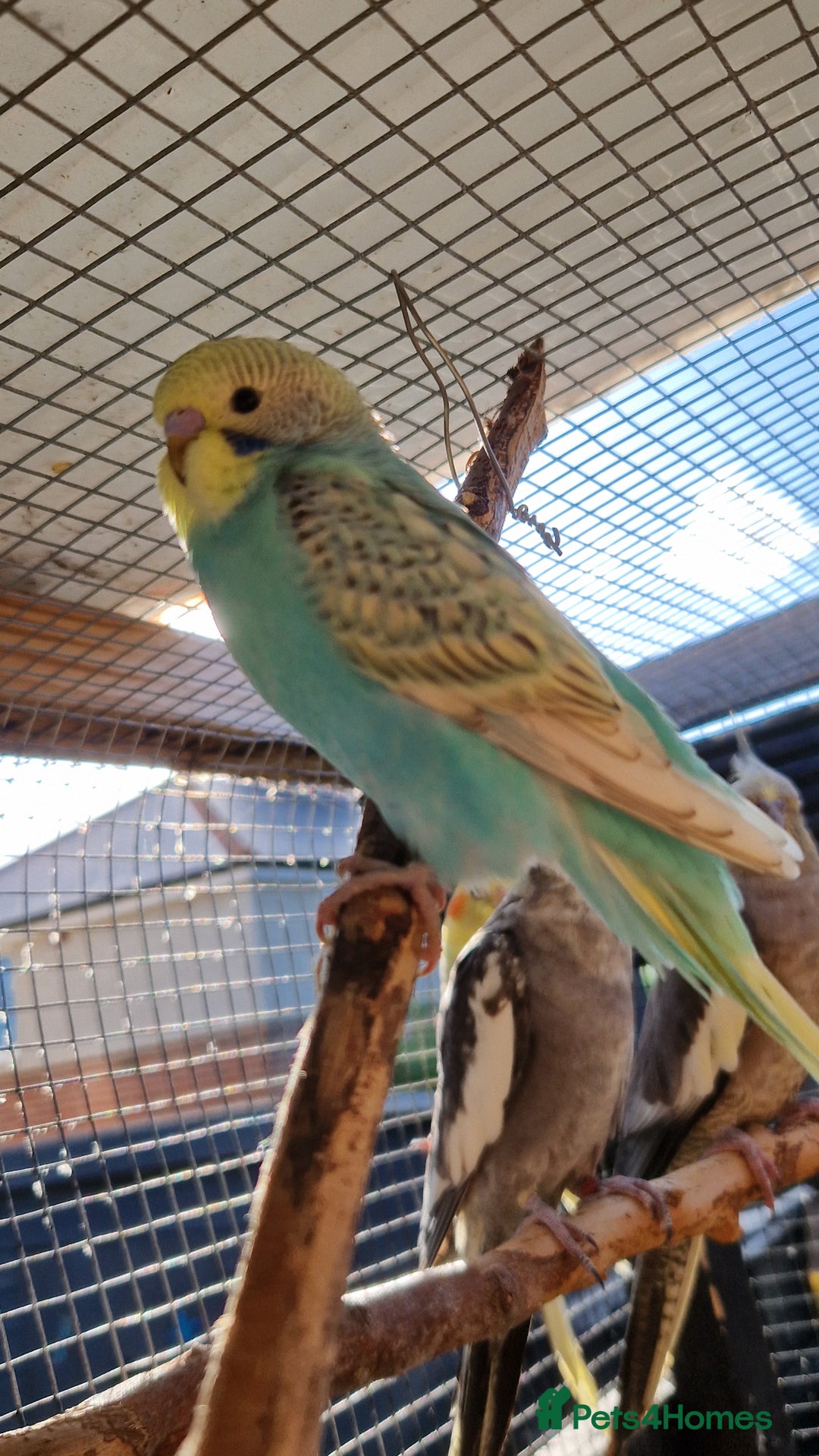 Budgerigars birds for sale: 6 baby budgies for sale from £30 to £40 - Image 15
