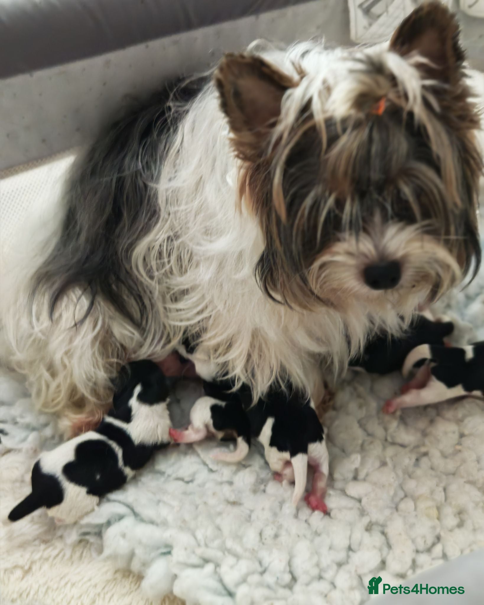 Biewer Terrier dogs biewer terrier puppies  - Advert 1