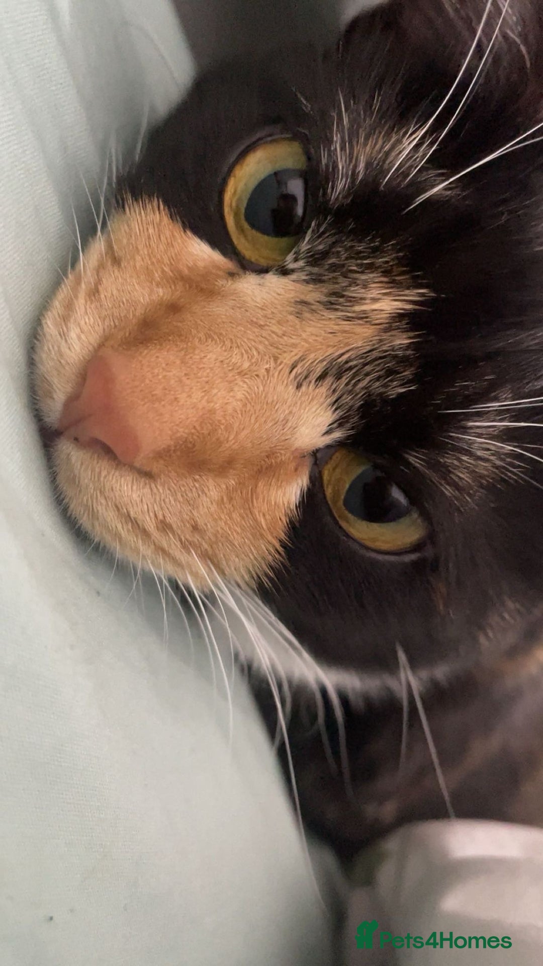 Mixed Breed cats for sale: Lovely cat for rehoming - Advert 4