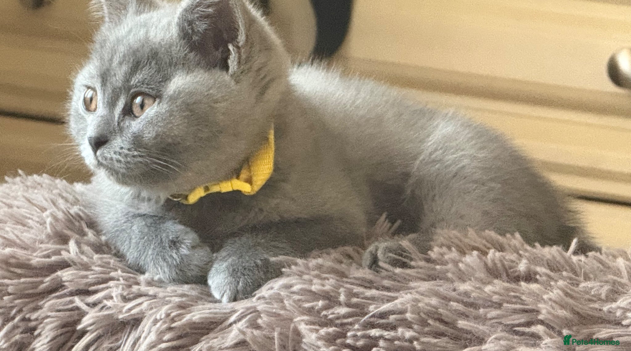 British Shorthair cats Lovely British Shorthair Kittens - Advert 1