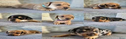 Mixed Breed dogs for sale: 7 Stunning Dorkie Puppies - Advert 16