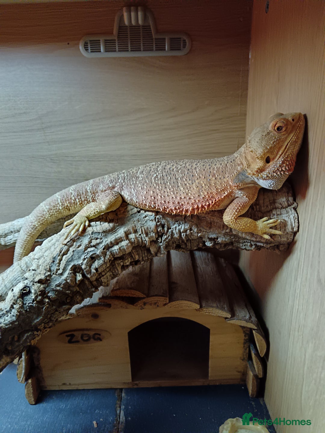 Bearded Dragon reptiles for sale: Male bearded dragon 3 years old full set up - Image 5