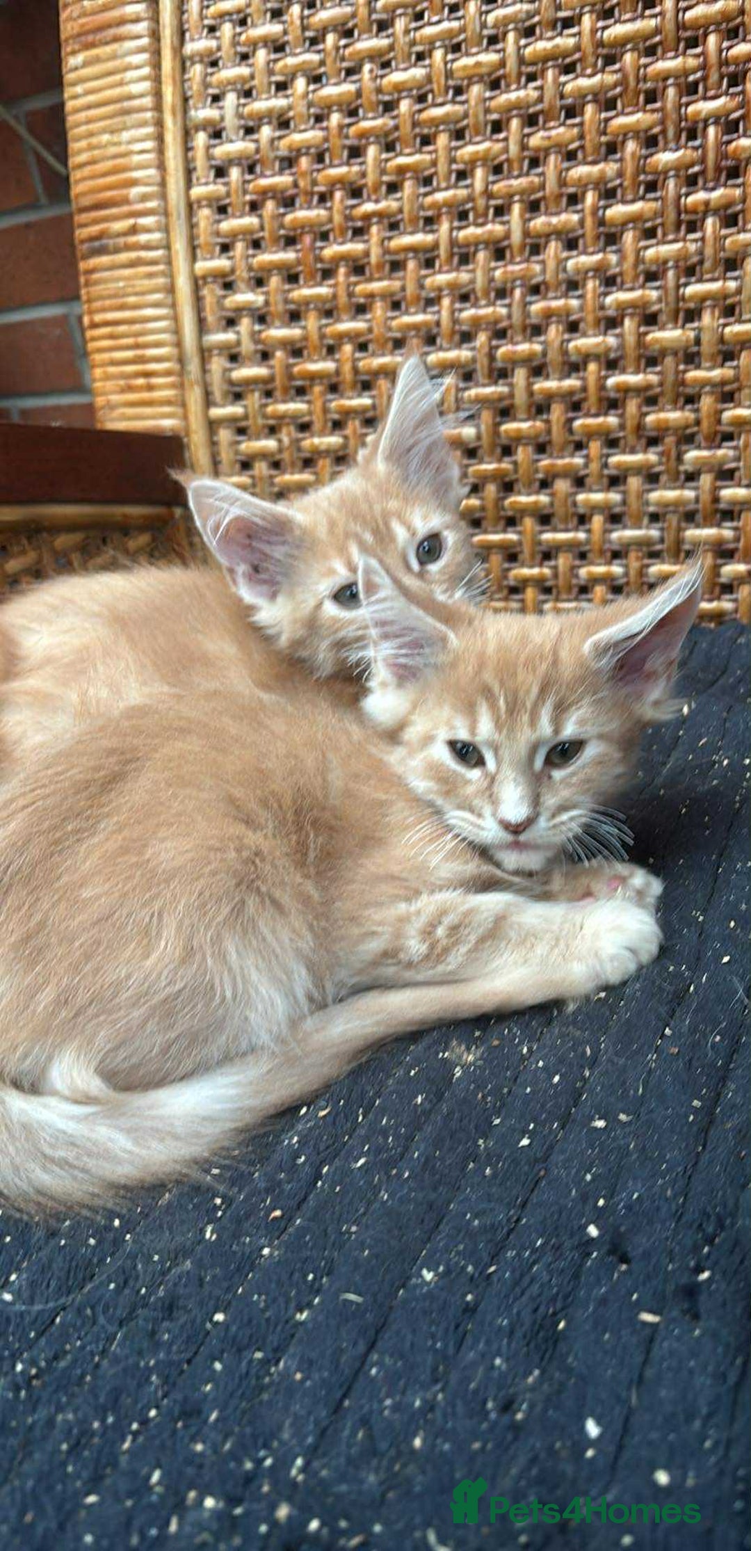 Maine Coon cats for sale: Maine coon  - Image 18