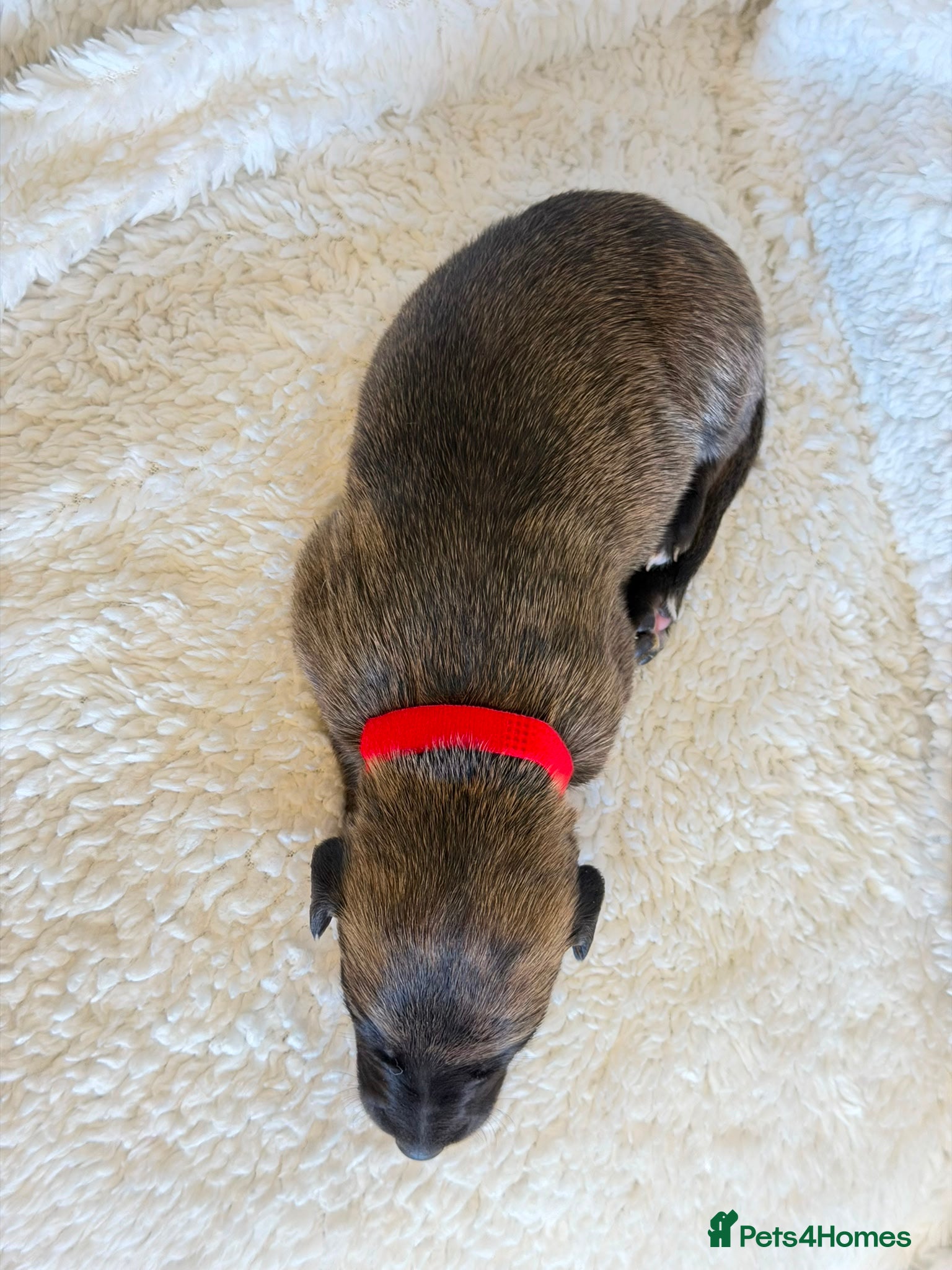 Whippet dogs for sale: Stunning pedigree whippets puppies  - Advert 16